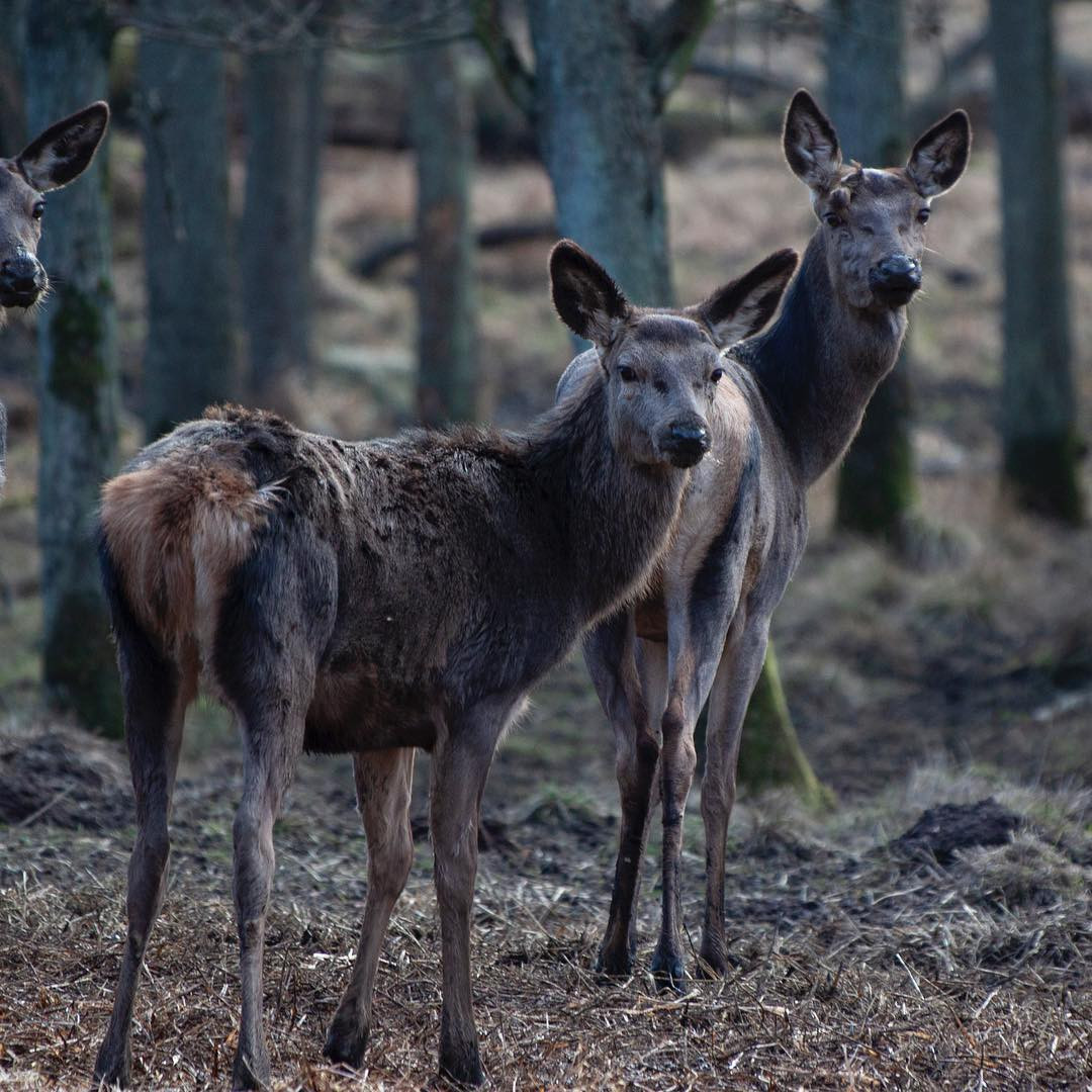 Sorry for #deerspam #dslr #canoneos #canon70300mm