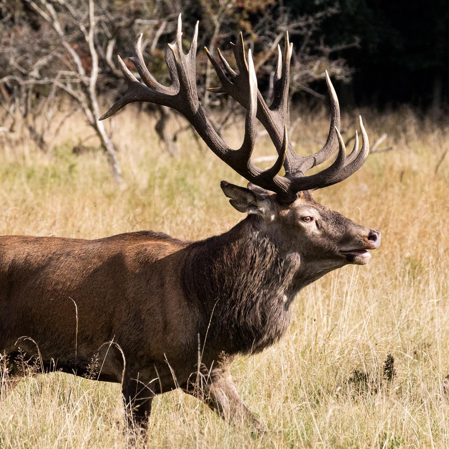 #dyrespam #eosr6 #canon100300mm #efterår