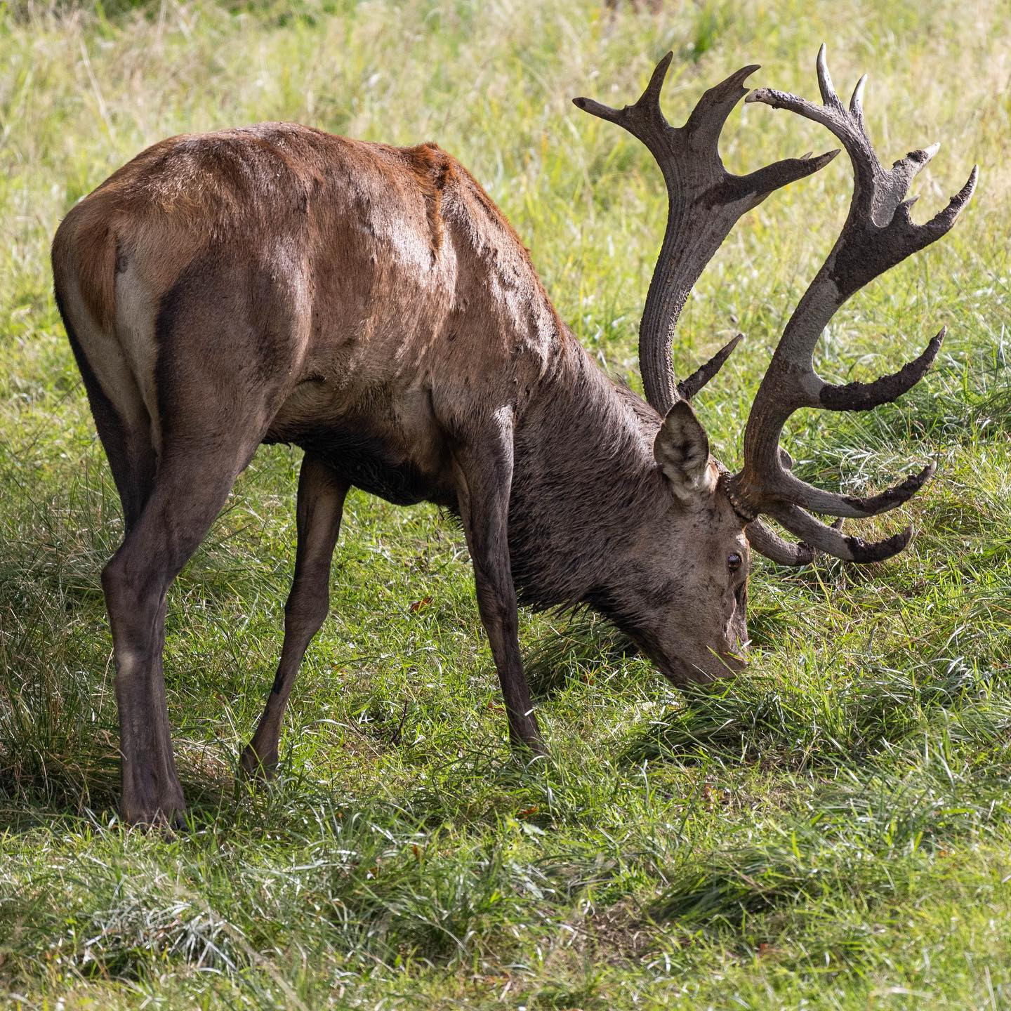 Mere dyrespam. #practice #canonr6 #canoneosr6 #eosr6 #canon600mm #canon600mmf11 #deerspam