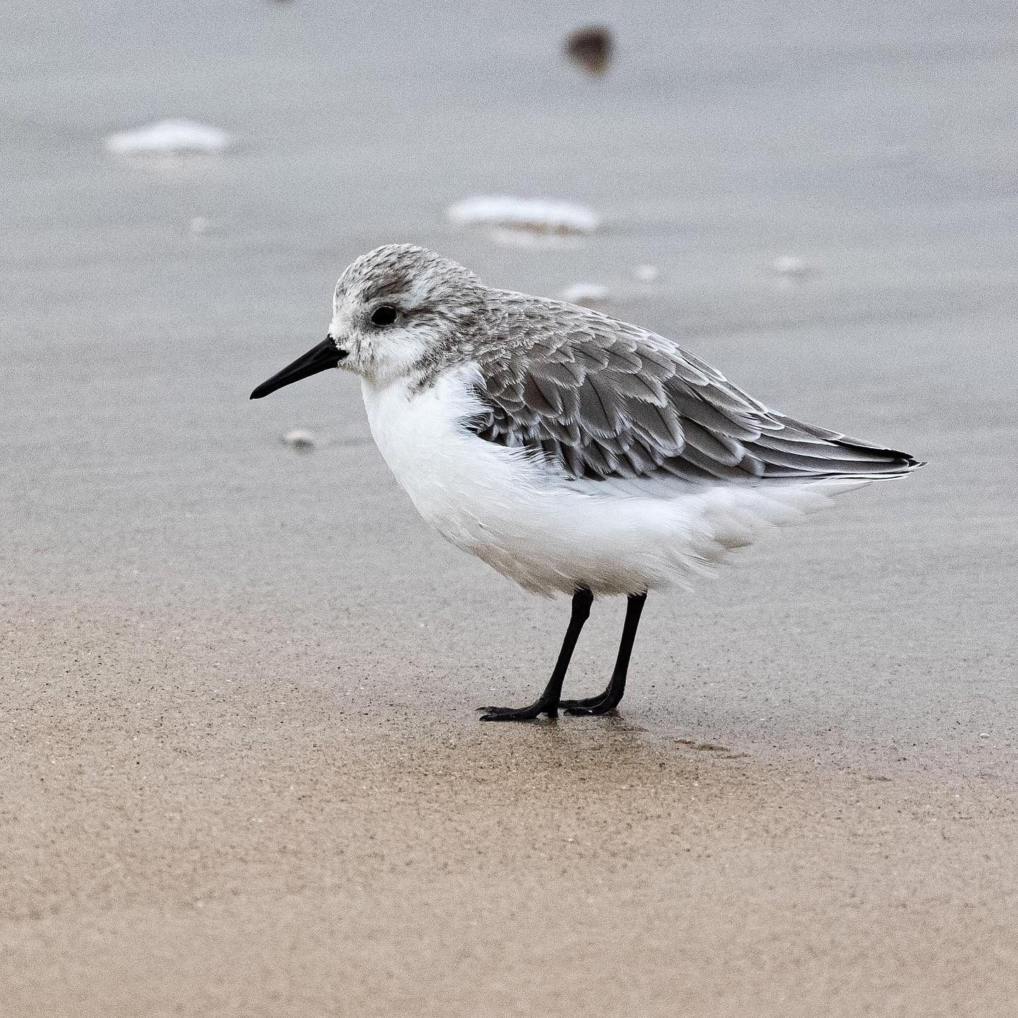 #Birdspam #canoneosr6 #canonr6 #eosr6 #canon600mmf11 #northsea #birdsofinstagram