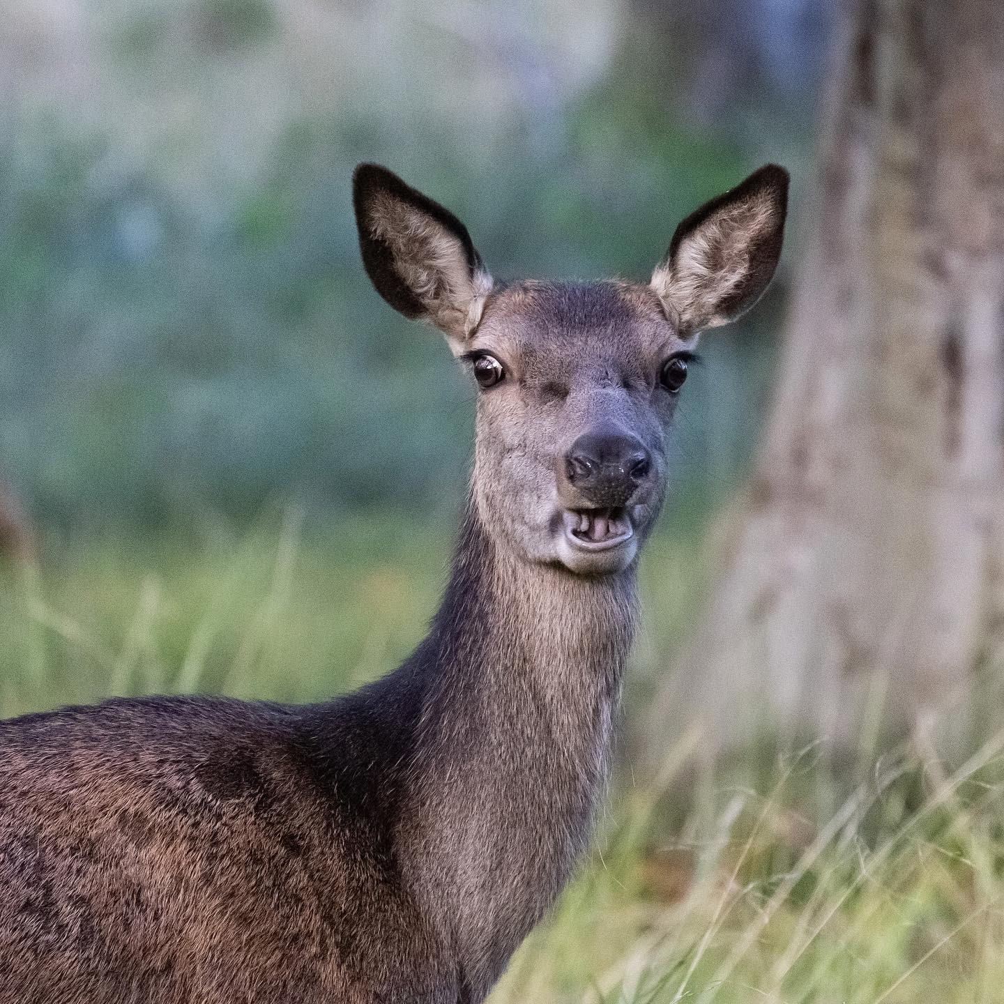 You talkin’ to me!? #deerspam #canoneosr6 #eosr6 #canon600mmf11