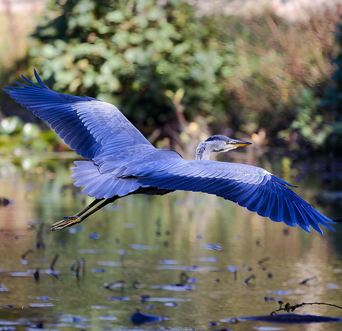 The mighty Gettin-Outta-Heron. #birdspam #heron #canoneosr6 #eosr6 #canon600mmf11