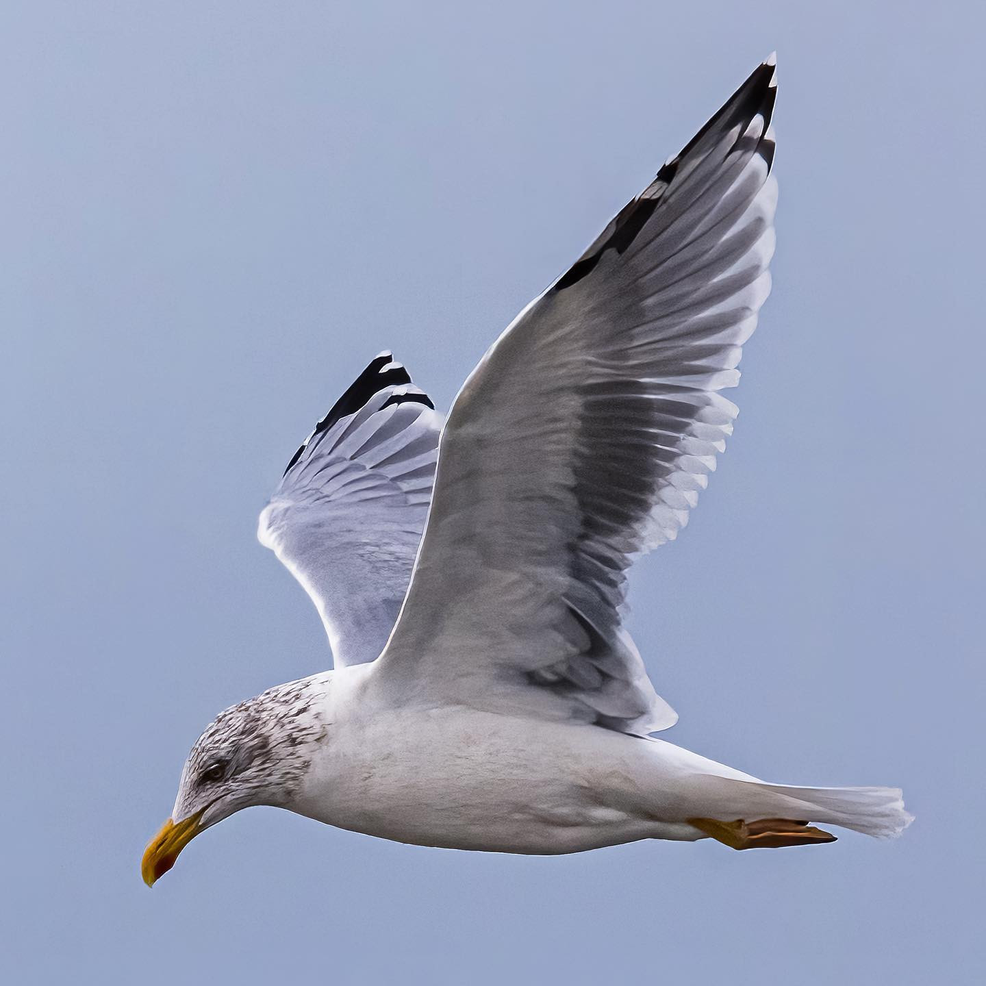 Too many seagulls around here. #eosr6 #canoneosr6 #canon600mmf11 #topazlabs