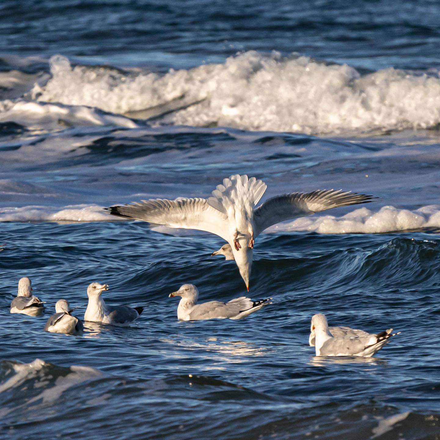 THE FISH IS MINE #canoneosr6 #eosr6 #canon600mmf11