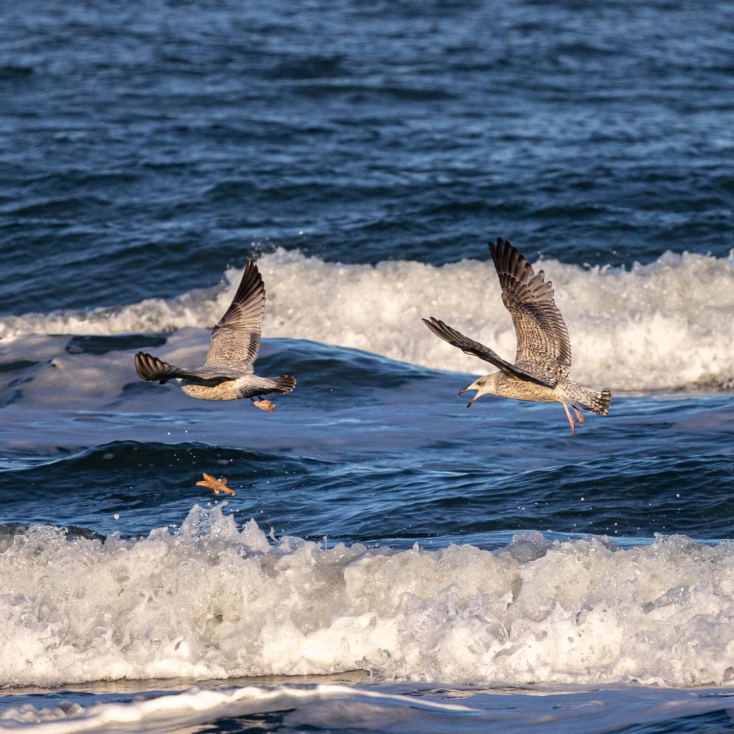 Yeah, more sea gulls… really need to go somewhere with more exotic birds. #canoneosr6 #eosr6 #canon600f11