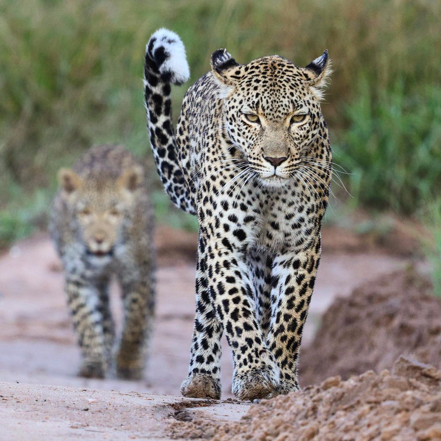#leopard and cub #safari @sabisabireserve #canoneosr6 #eosr6 #canon600mmf11 @chris_bates_safaris