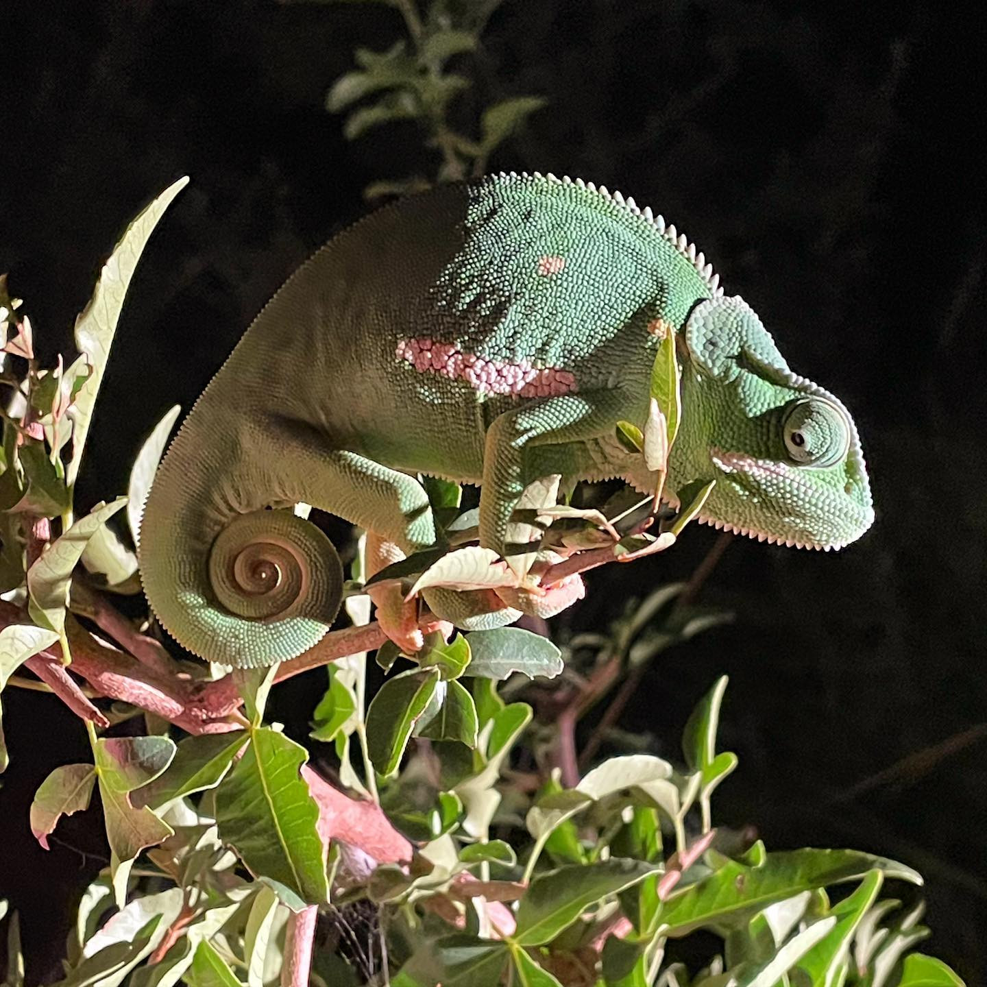 Flap-neck chameleon spotted on a night-drive @sabisabireserve #safari #shotwithiphone @chris_bates_safaris