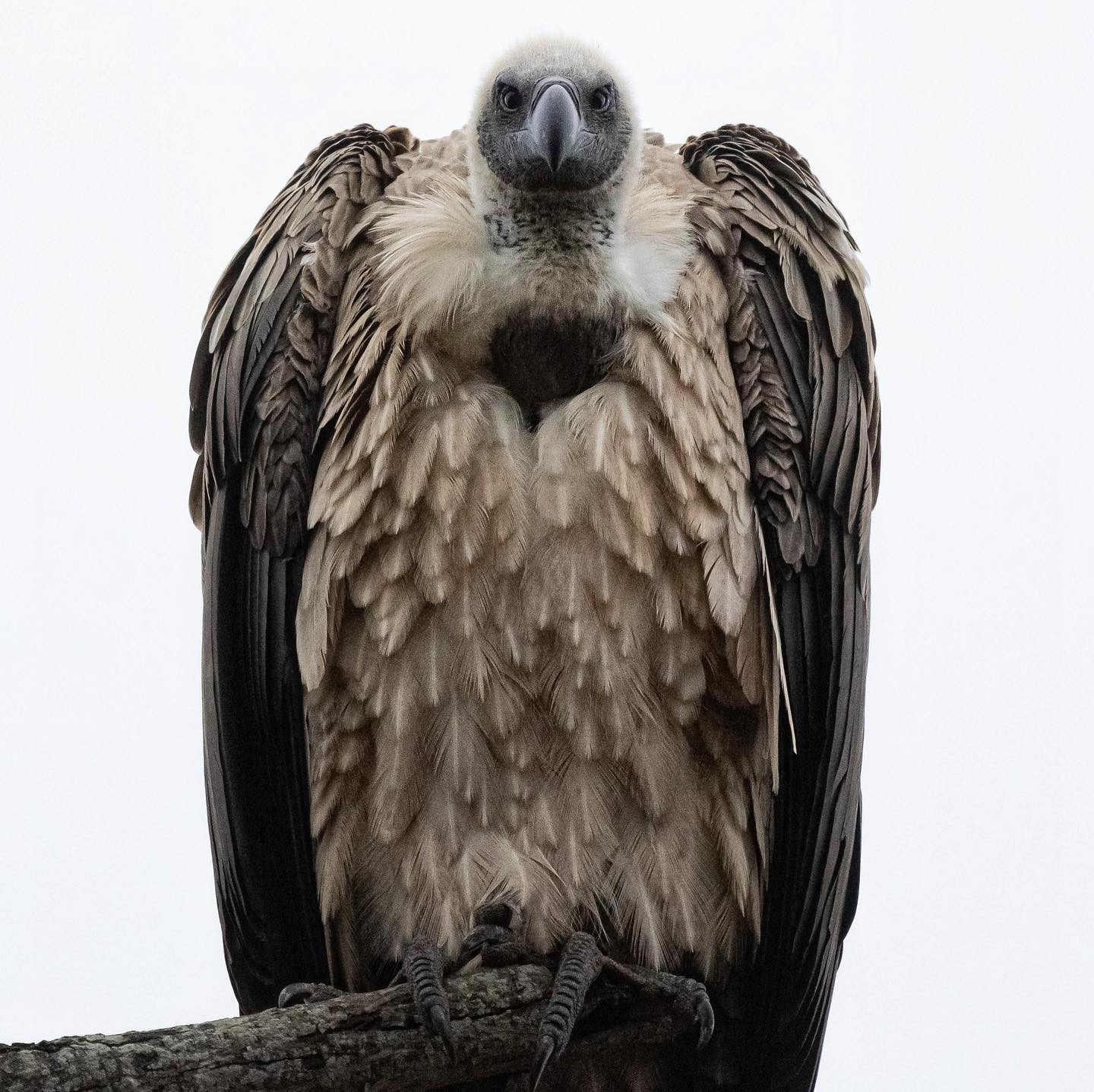 White Backed Vulture. @tanda.tula #safari #birdsofinstagram #birdsofafrica #canoneosr6 #eosr6 #canon60mmf11 @chris_bates_safaris