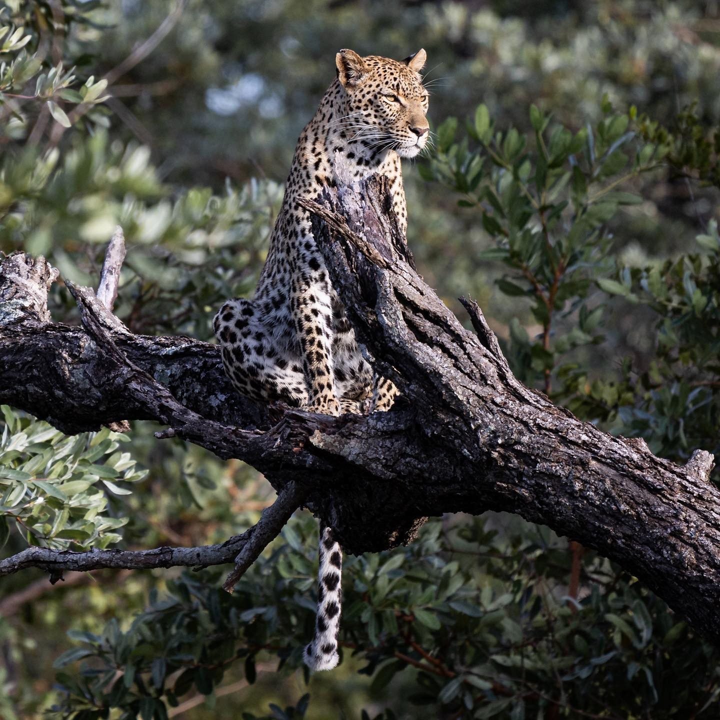 Male leopard. @sabisabireserve @selatisafarilodge #safari #leopardsofinstagram #leopardsofafrica #canoneosr6 #eosr6 #canon600mm @chris_bates_safaris