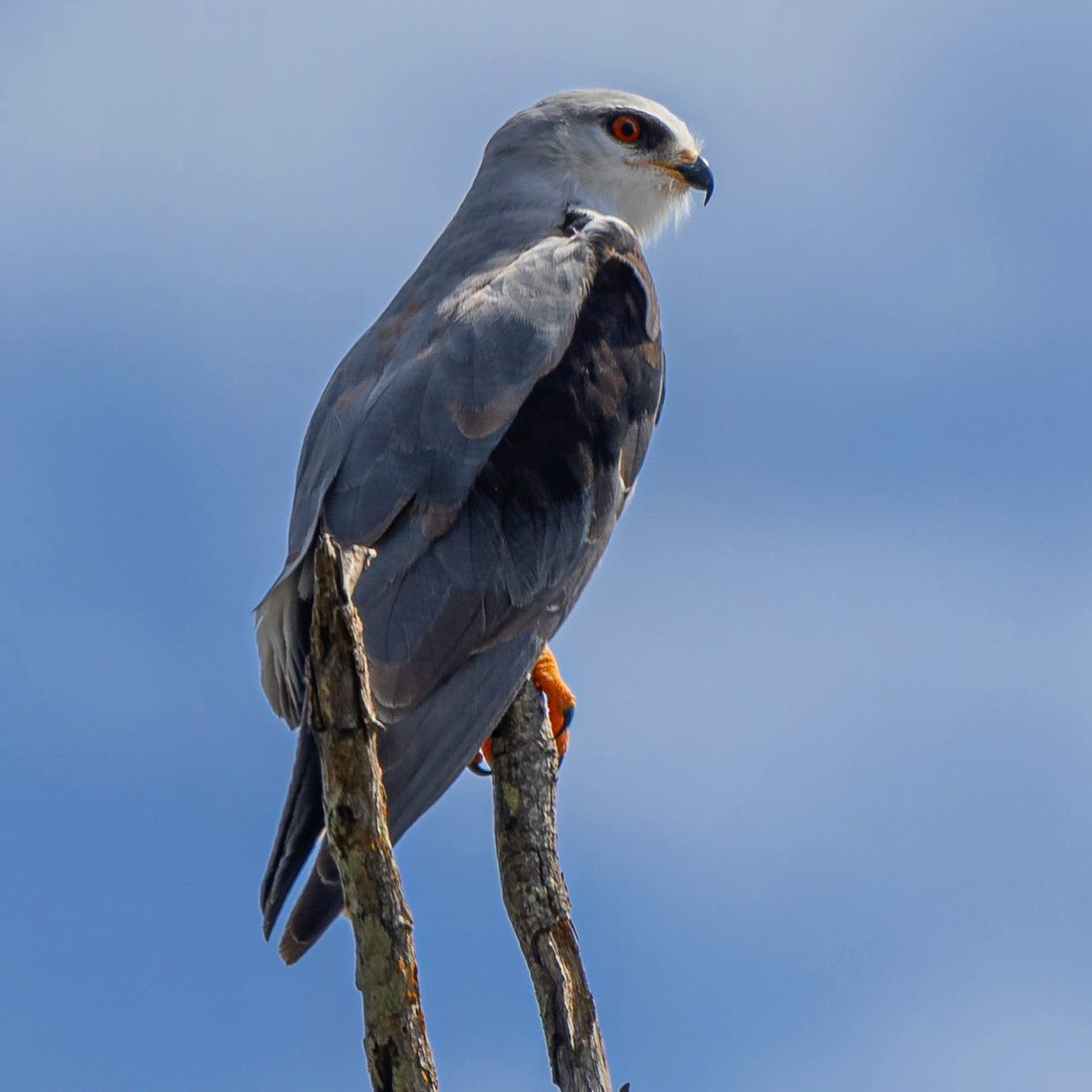 Black Shouldered Kite. #safari #birdsofinstagram #birdsofafrica #canoneosr6 #eosr6 #canon600mmf11 @chris_bates_safaris