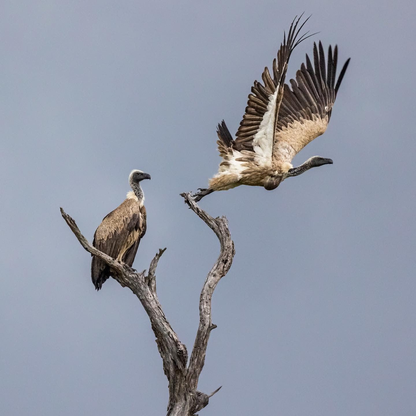White Backed Vultures. #safari #birdsofinstagram #birdsofafrica #canoneosr6 #eosr6 #canon600mmf11