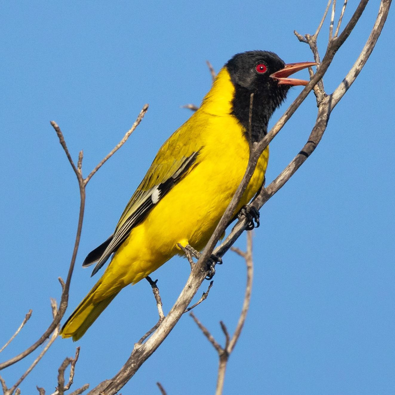 Black Headed Oriole. #safari @sabisabireserve #birdsofafrica #birdsofinstagram #canoneosr6 #eosr6 #canon600mm @chris_bates_safaris