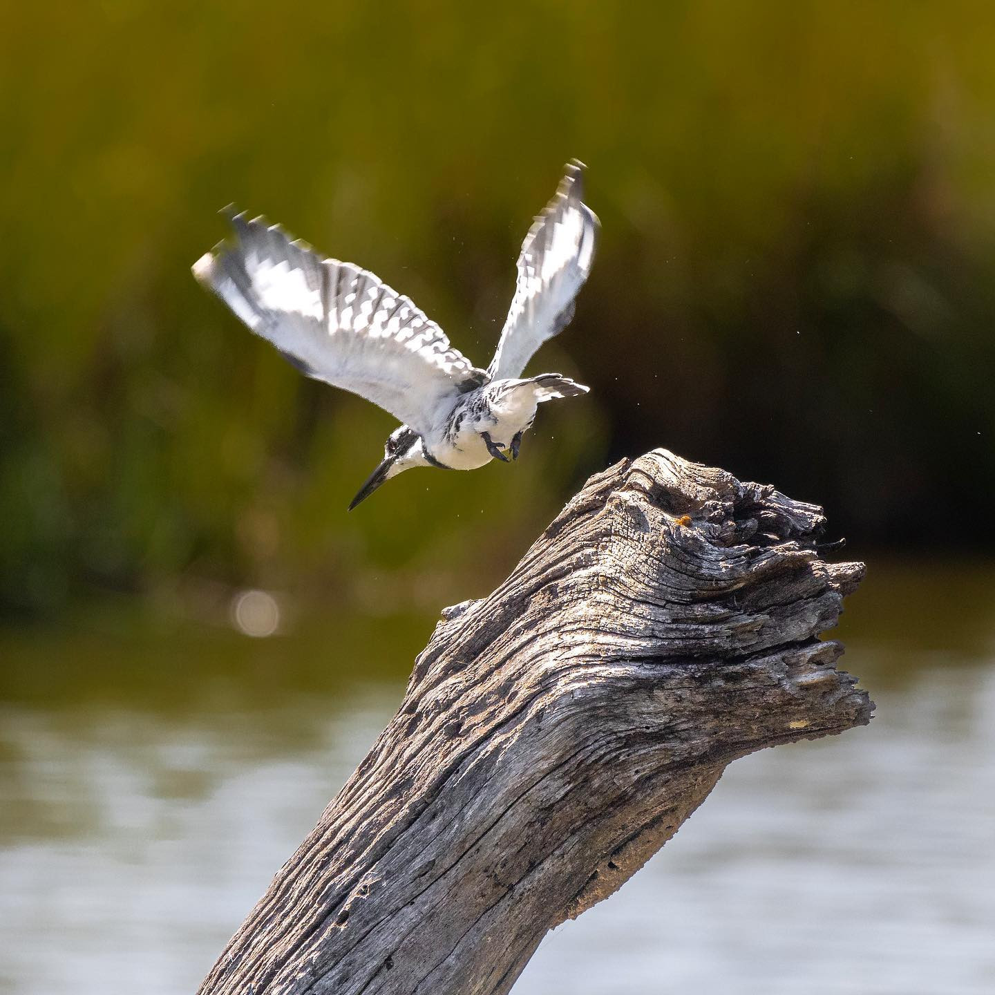 Pied Kingfisher takes off. #safari #birdsofinstagram #birdsofafrica #canoneosr6 #eosr6 #canon600mmf11 #lakepanic @chris_bates_safaris