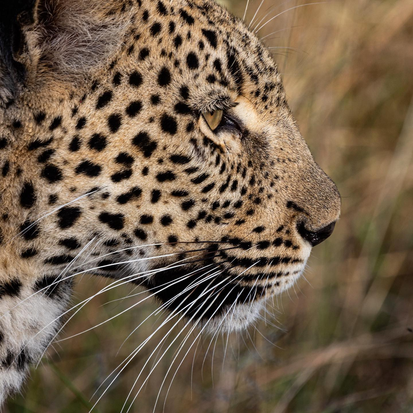 Male leopard. @sabisabireserve #safari #leopardsofafrica #canoneosr6 #eosr6 #canon600mmf11 @chris_bates_safaris