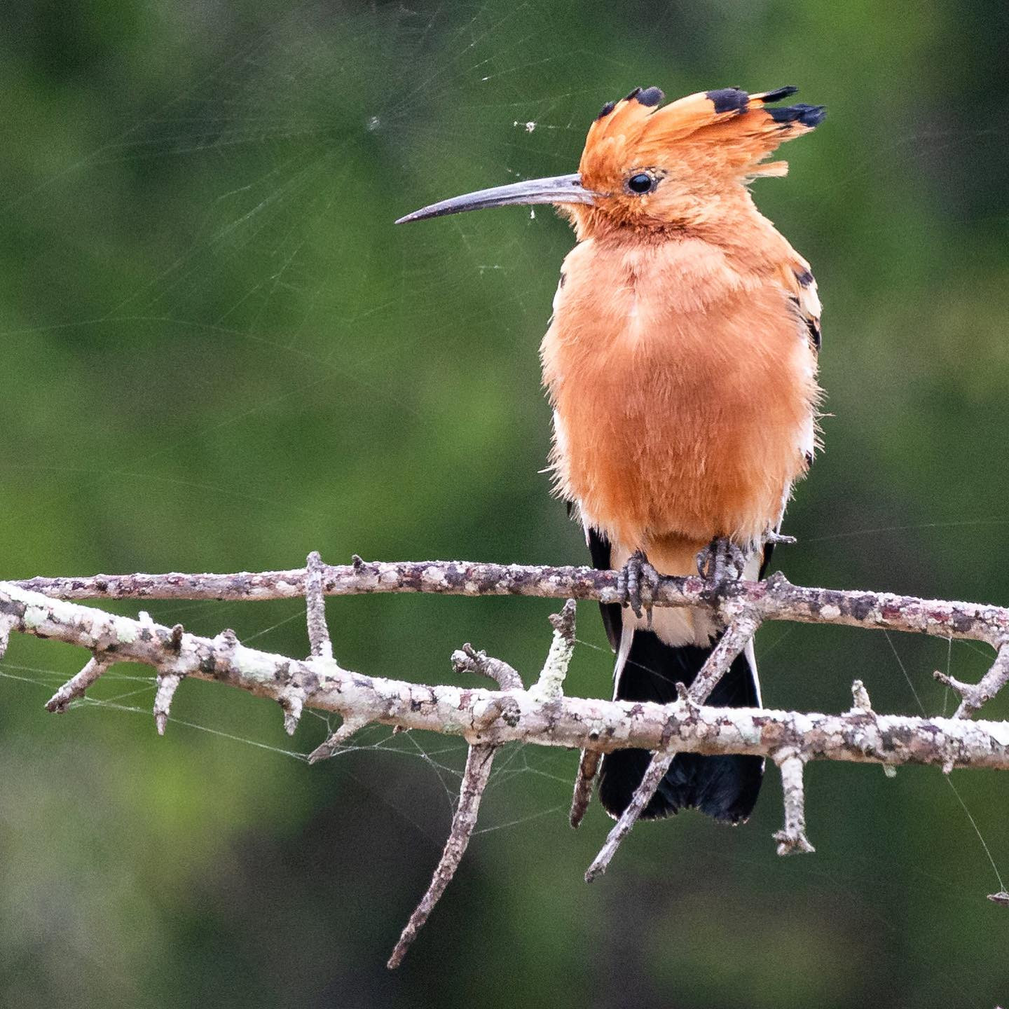 African Hoopoe. @sabisabireserve #safari #birdsofinstagram #birdsofafrica #canoneosr6 #eosr6 #canon600mmf11 @chris_bates_safaris