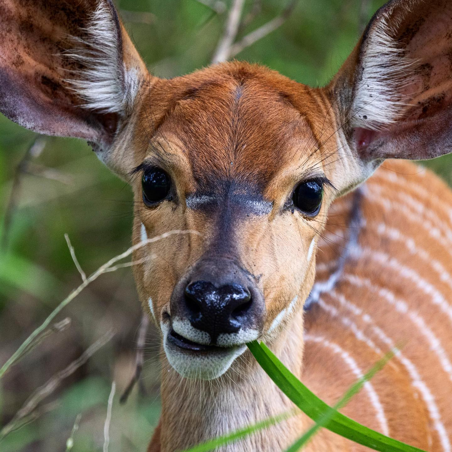Female nyala. @sabisabireserve #safari #canoneosr6 #eosr6 #canon600mmf11 @chris_bates_safaris
