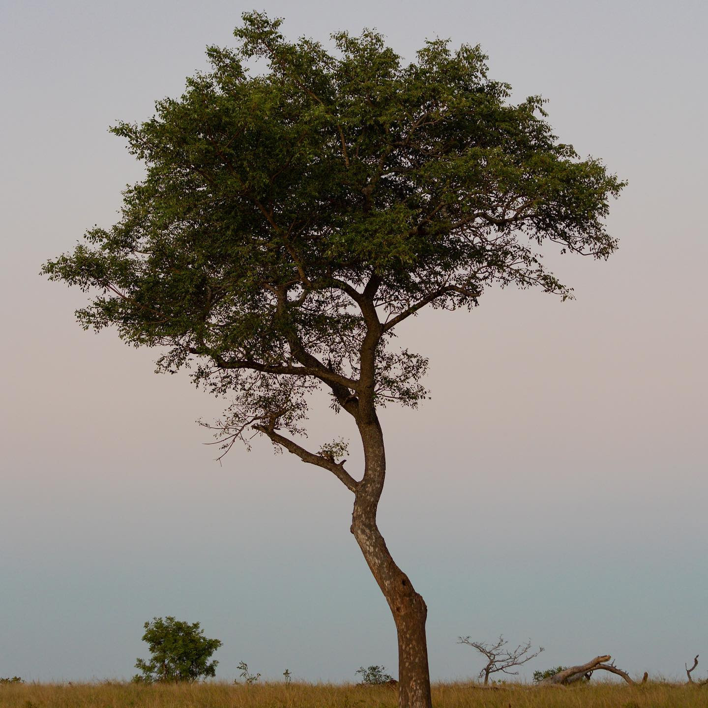 #safari @sabisabireserve #canoneosr6 #eosr6 #canon70300mm at 70mm f/4