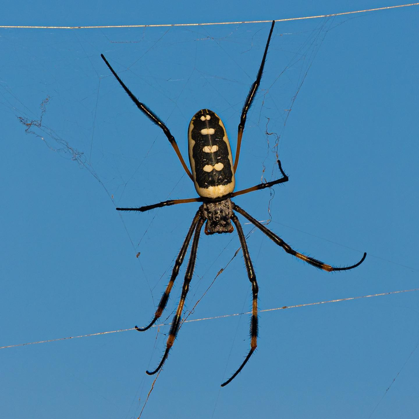 Golden orb spider. #safari @sabisabireserve #canoneosr6 #eosr6 #canon600mmf11 @chris_bates_safaris