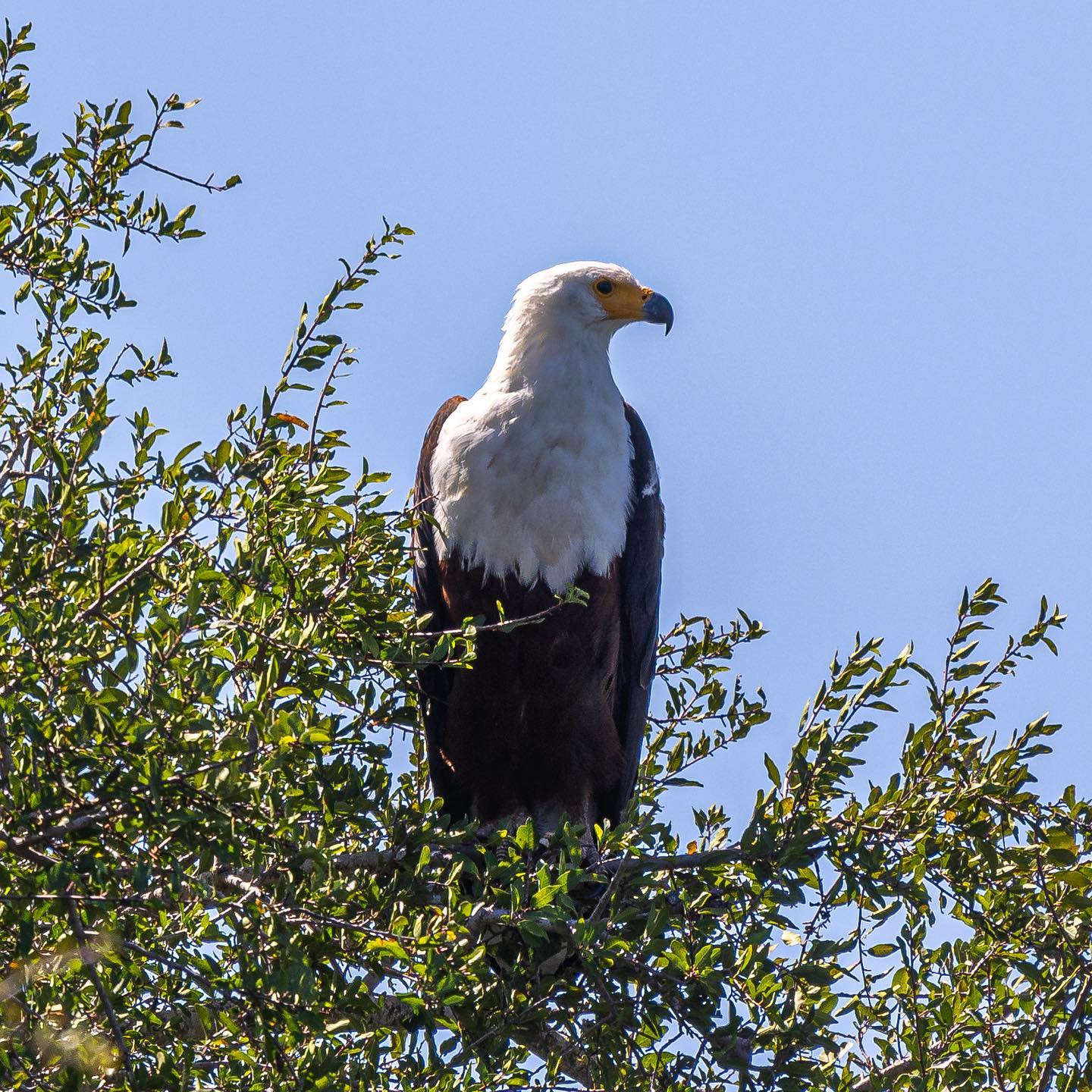 African Fish Eagle. #lakepanic #safari #birdsofinstagram #birdsofafrica #canoneosr6 #eosr6 #canon600mmf11 @chris_bates_safaris
