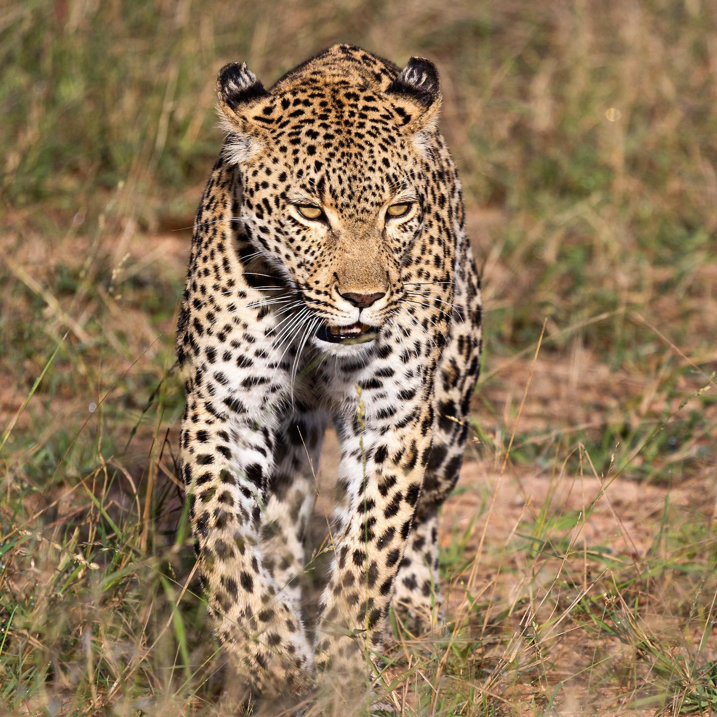 Leopard. #safari @sabisabireserve #leopardsofafrica #canoneosr6 #eosr6 #canon600mmf11 @chris_bates_safaris