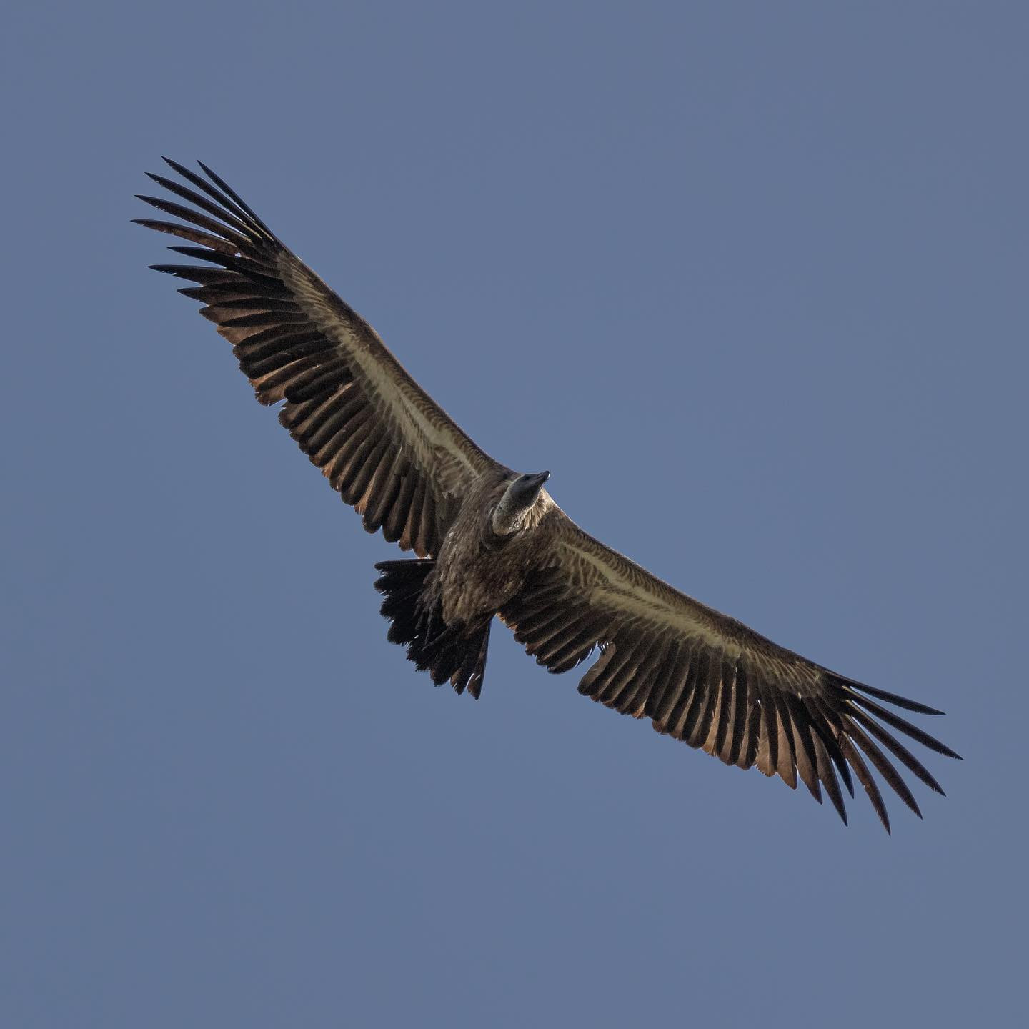 White backed vulture. #safari @krugernationalpark #birdsofinstagram #birdsofafrica #canoneosr6 #eosr6 #canon600mmf11 @chris_bates_safaris