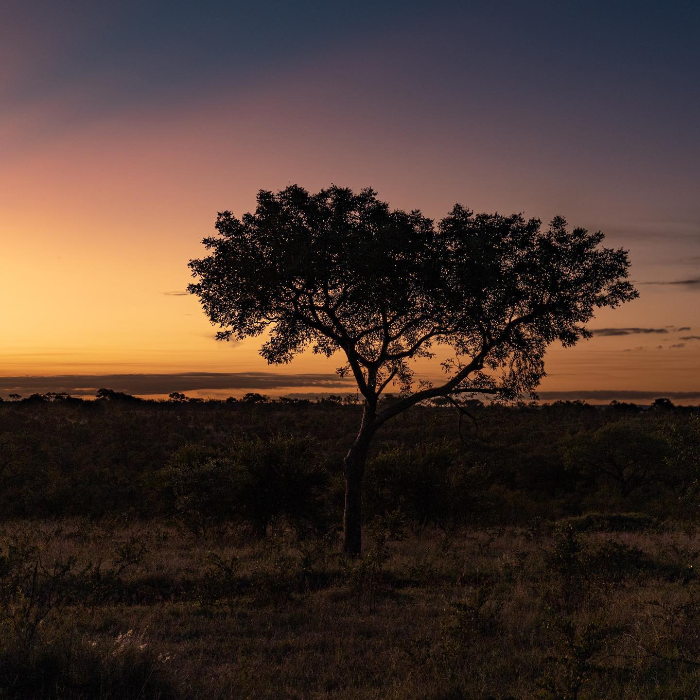#sunset #safari @sabisabireserve #canoneosr6 #eosr6 #sigma28105mm at 57mm f/4 @chris_bates_safaris