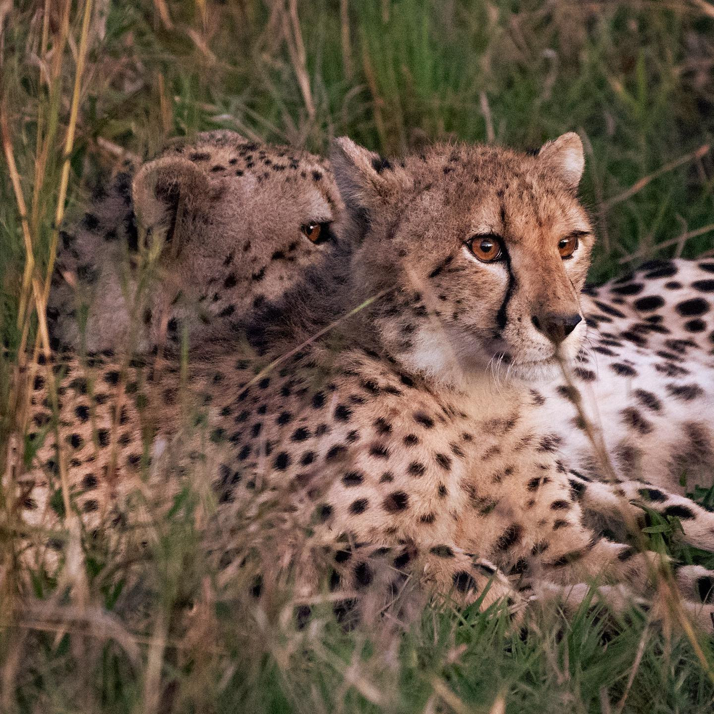 Cheetahs snuggling. #safari @sabisabireserve #cheetahsofinstagram #cheetahsofafrica #canoneosr6 #eosr6 #canon600mmf11 @chris_bates_safaris