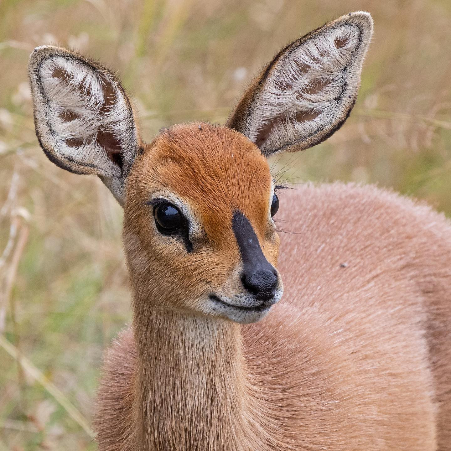I truly believe the steenbok escaped from some kind of Disney laboratory CRISPRing uber cute animals for movie use. #safari @tanda.tula #steenboksofinstagram #canoneosr6 #eosr6 #canon600mmf11 @chris_bates_safaris