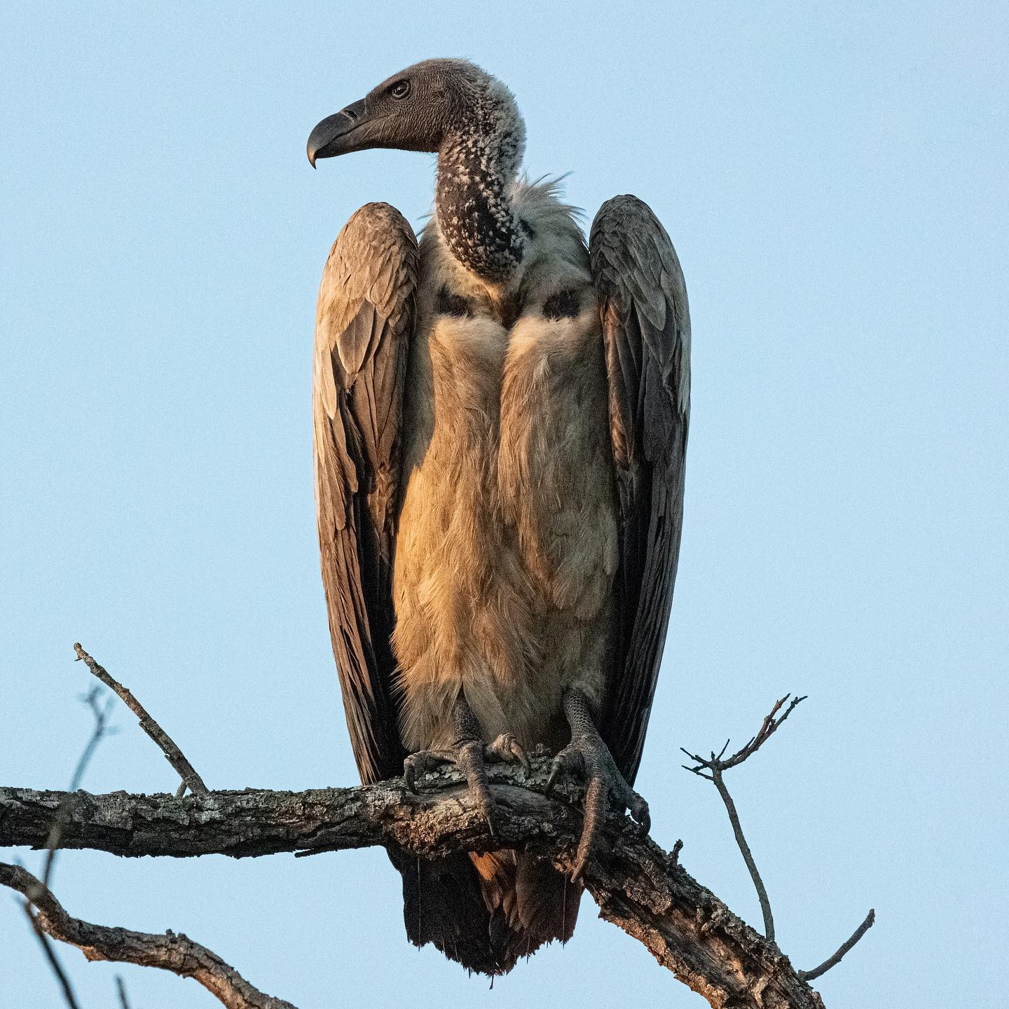 Don’t mind me. Just chillin’ in the tree, waiting for someone to, you know… die. 
#safari @sabisabireserve #birdsofinstagram #birdsofafrica #canoneosr6 #eosr6 #canon600mmf11 @chris_bates_safaris