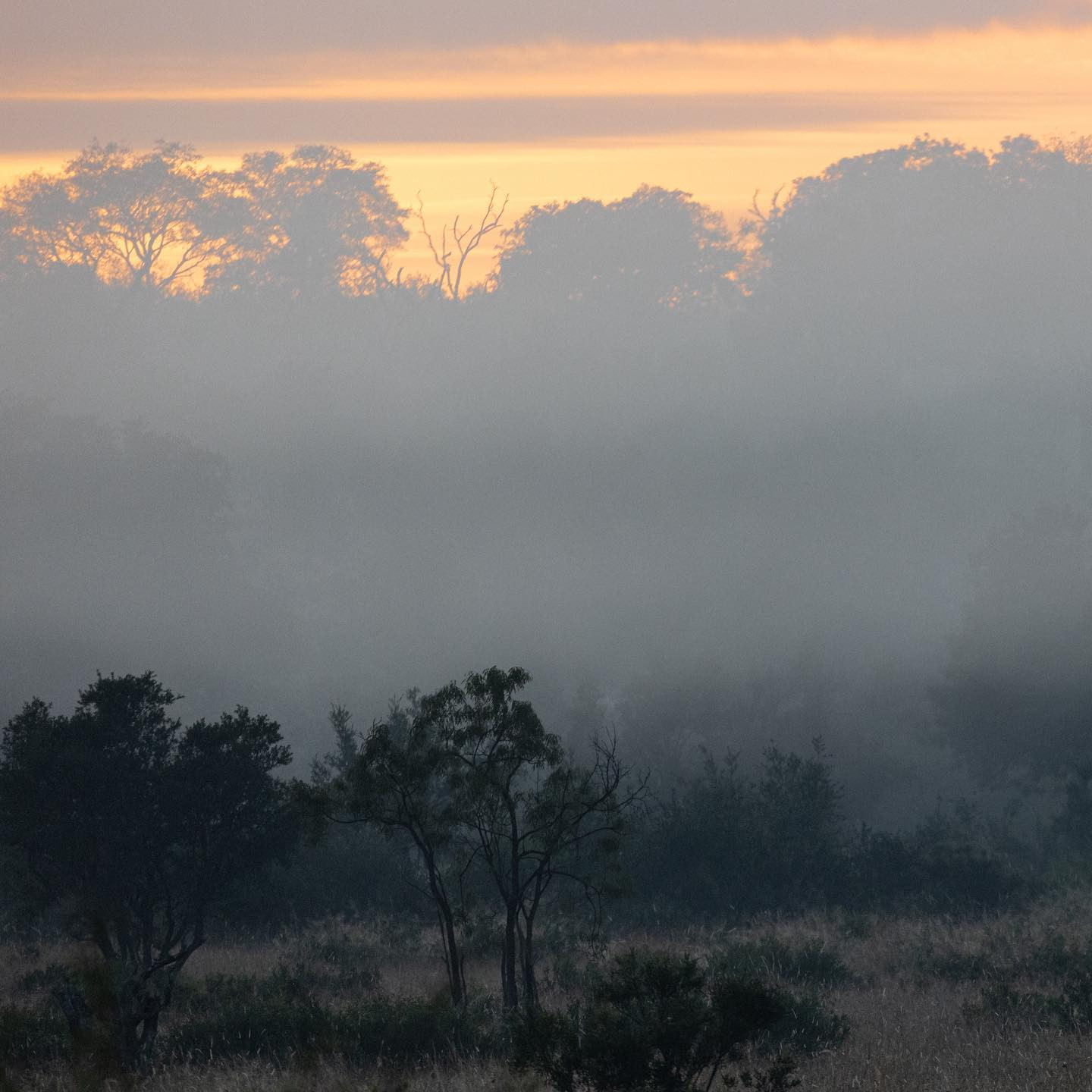 Morning at Sabi Sabi. #safari @sabisabireserve #canoneosr6 #eosr6 #canon600mmf1 @chris_bates_safaris