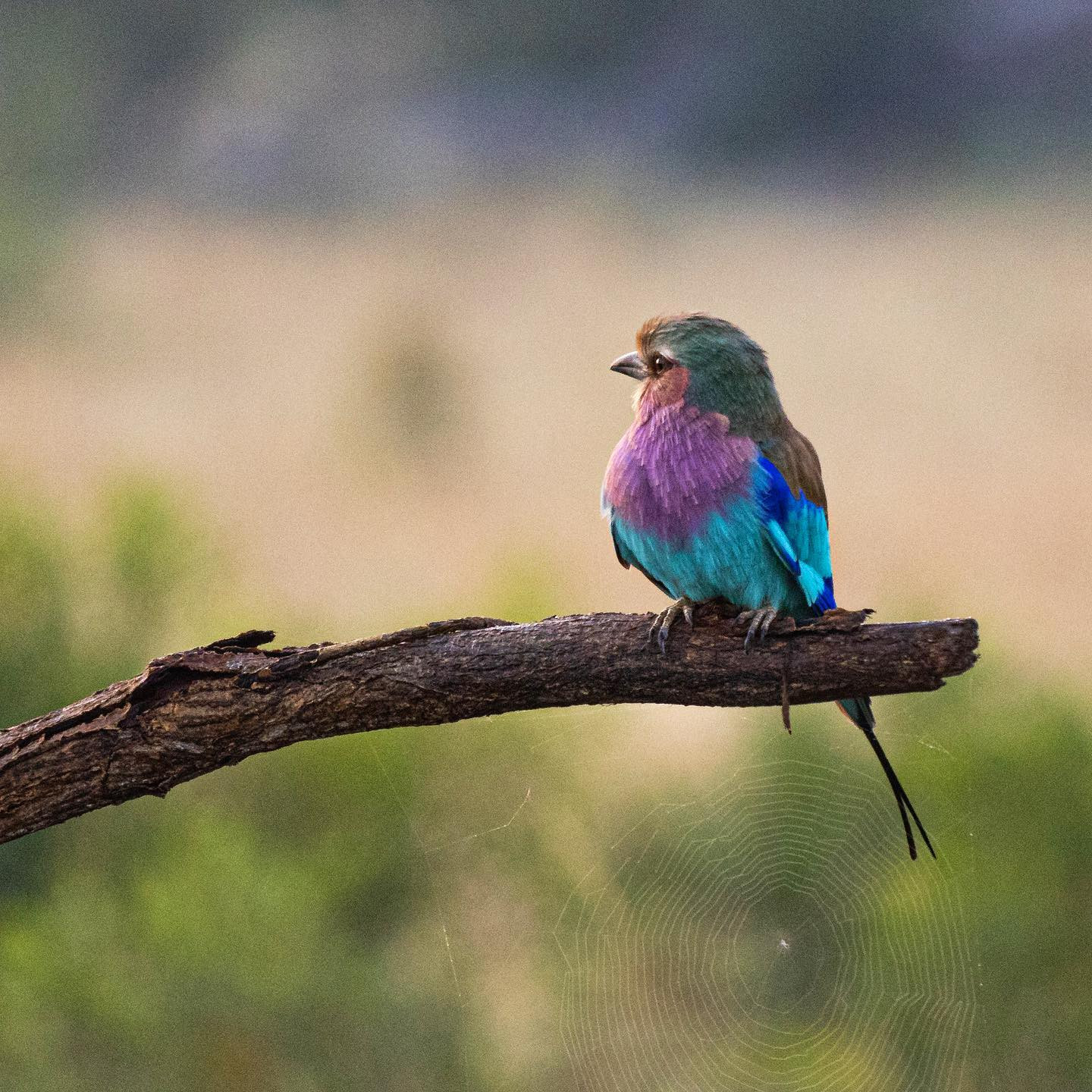 Lilac breasted roller. #safari @sabisabi #birdsofinstagram #birdsofafrica #canoneosr6 #eosr6 #canon600mmf11 @chris_bates_safaris