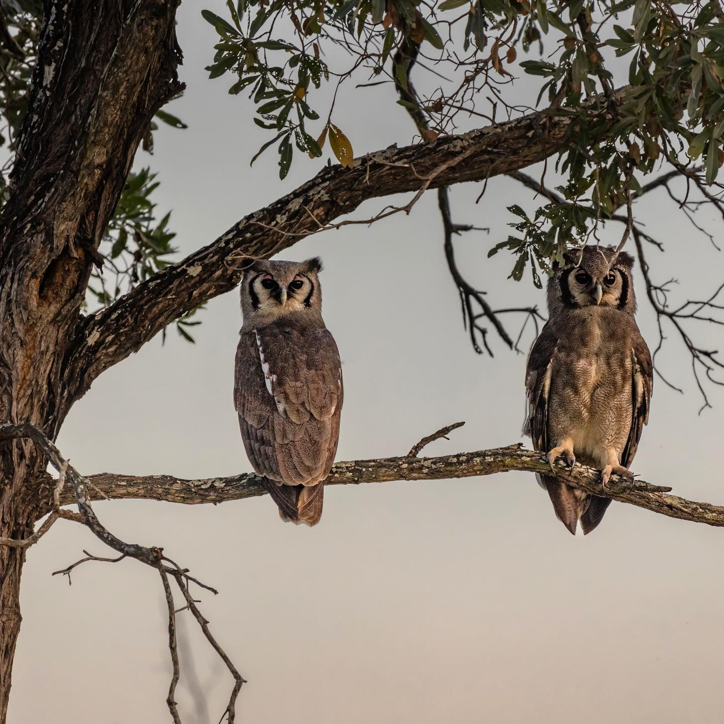 A couple of Verrauxs’ eagle-owls. #safari #krugernationalpark #birdsofinstagram #owlsofinstagram #birdsofafrica @chris_bates_safaris