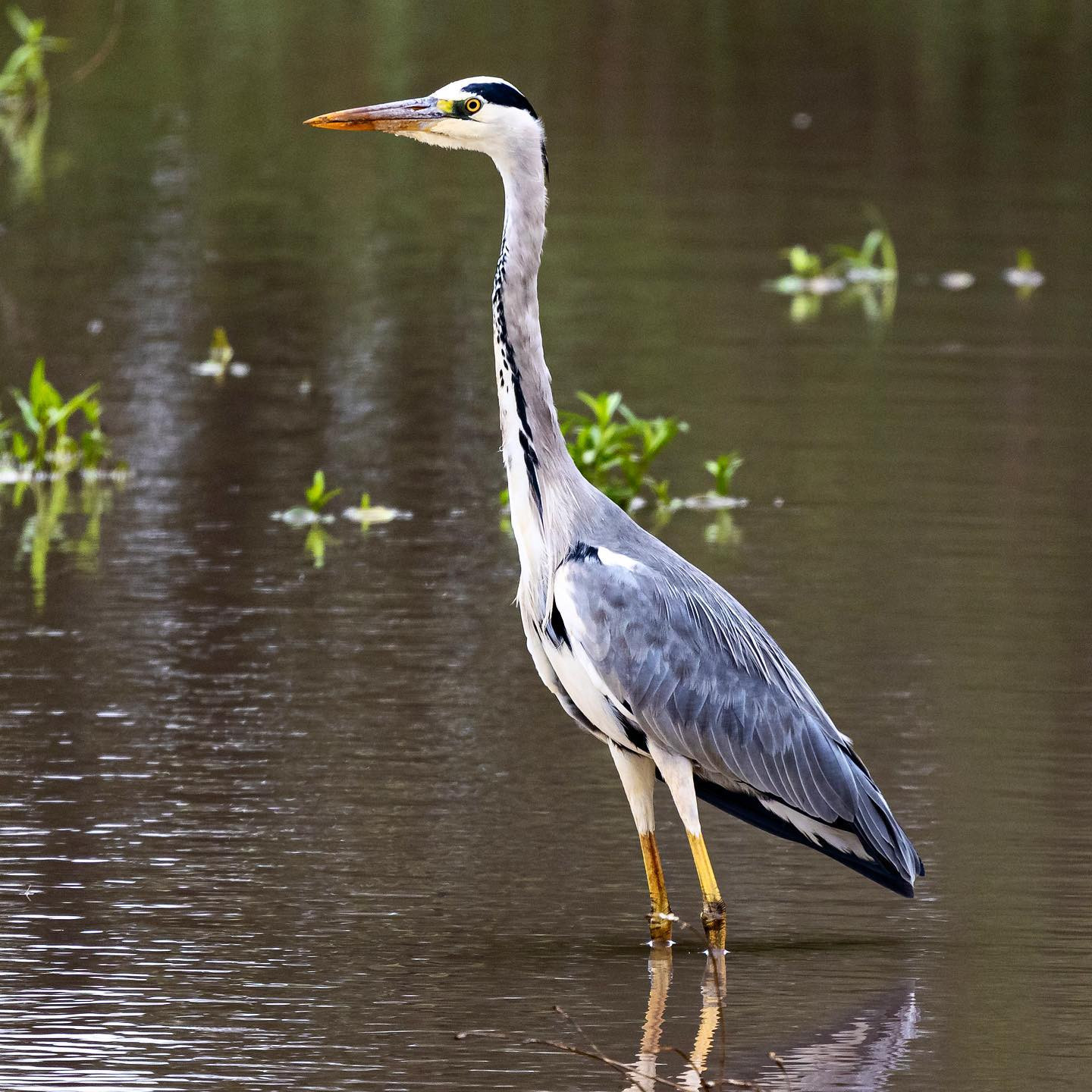 Grey heron. #safari @tanda.tula #birdsofinstagram #birdsofafrica #canoneosr6 #eosr6 #canon600mmf11 @chris_bates_safaris