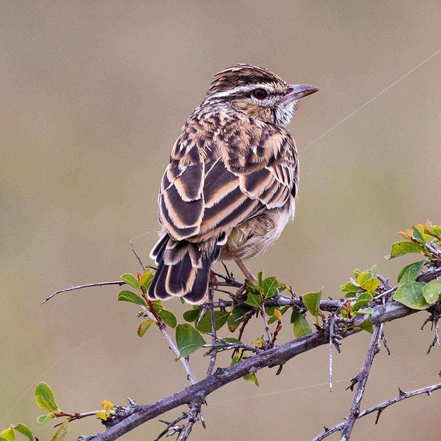 Sabota lark. #safari @tanda.tula #birdsofinstagram #birdsofafrica #canoneosr6 #eosr6 #canon600mmf11 @chris_bates_safaris