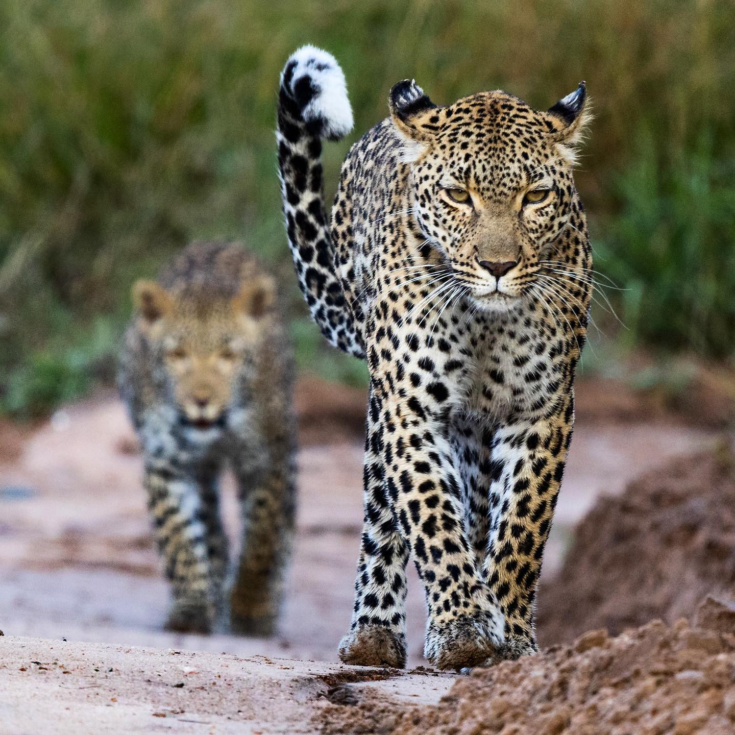 Female leopard and cub. #safari @sabisabireserve #leopardsofinstagram #leopardsofafrica  #canoneosr6 #eosr6 #canon600mmf11 @chris_bates_safaris