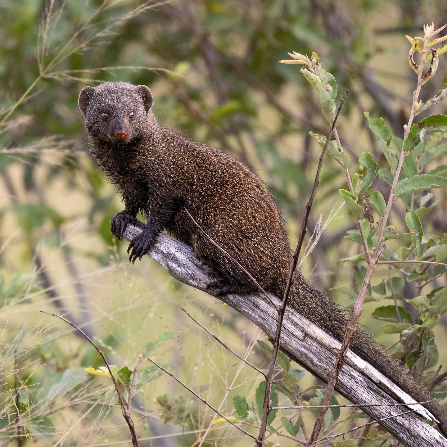 Dwarf mongoose. #safari @sabisabireserve #mongooseofinstagram #canoneosr6 #eosr6 #canon600mmf11 @chris_bates_safaris