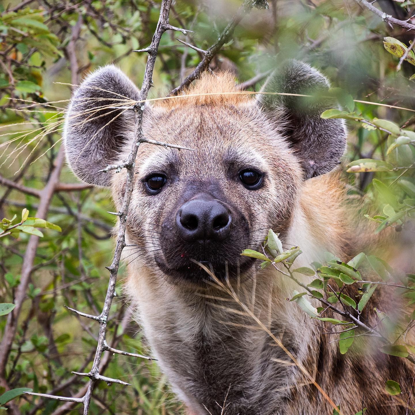 Hyena. #safari @tanda.tula #hyenasofinstagram #canoneosr6 #eosr6 #canon600mmf11 @chris_bates_safaris