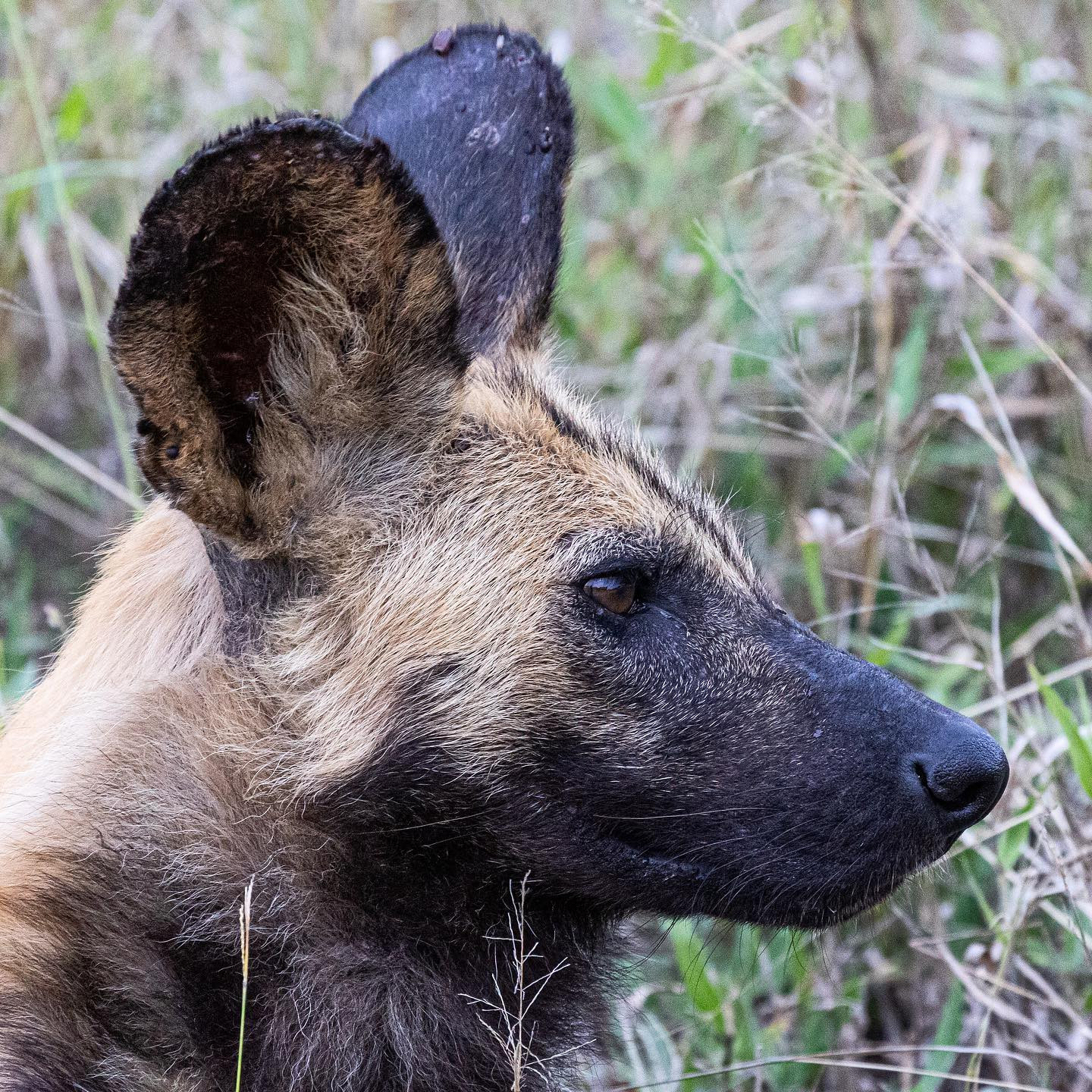 African wild dog. #safari @sabisabireserve #canoneosr6 #eosr6 #canon600mmf11 @chris_bates_safaris