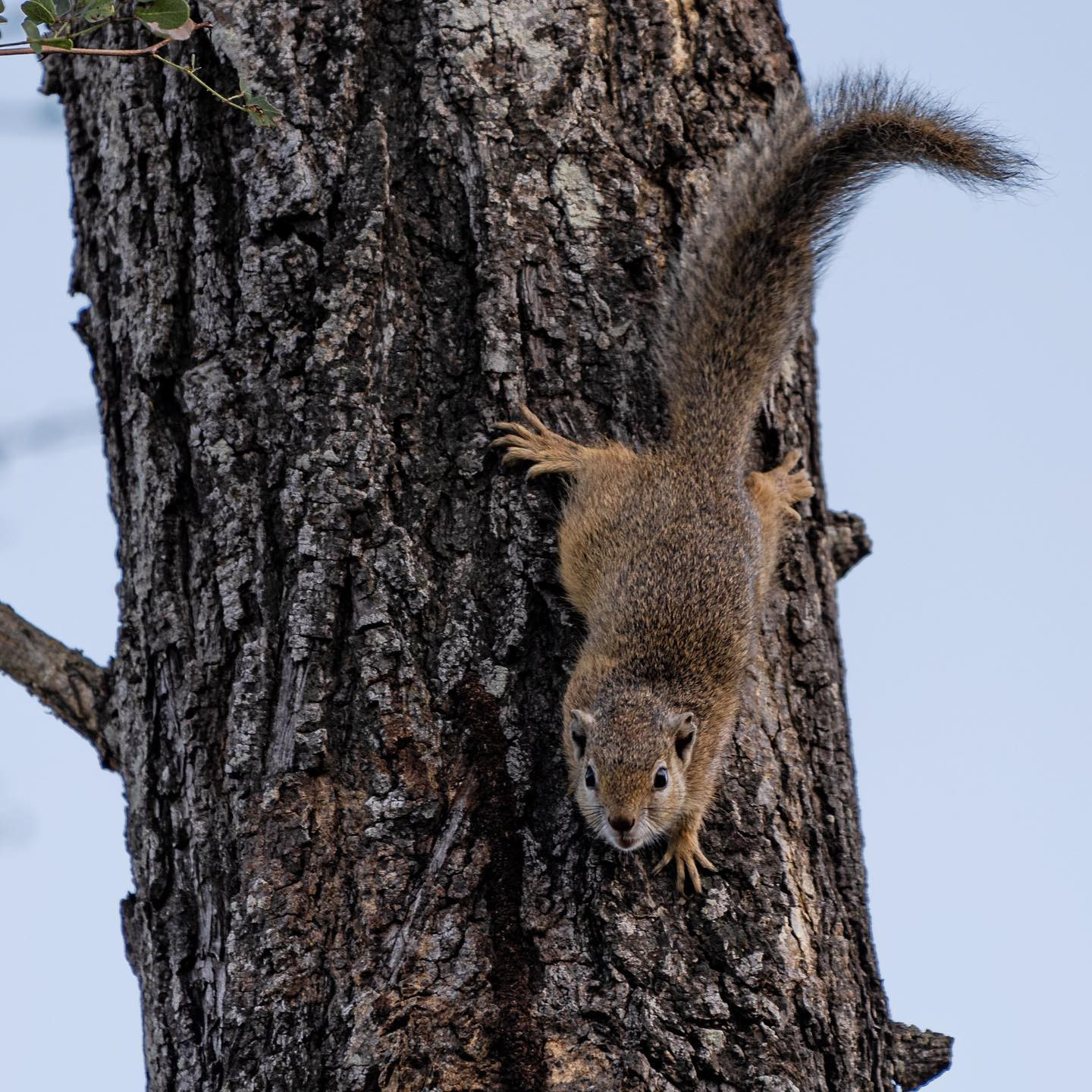 Tree squirrel. #safari @sabisabireserve #canoneosr6 #eosr6 #canon600mmf11 @chris_bates_safaris
