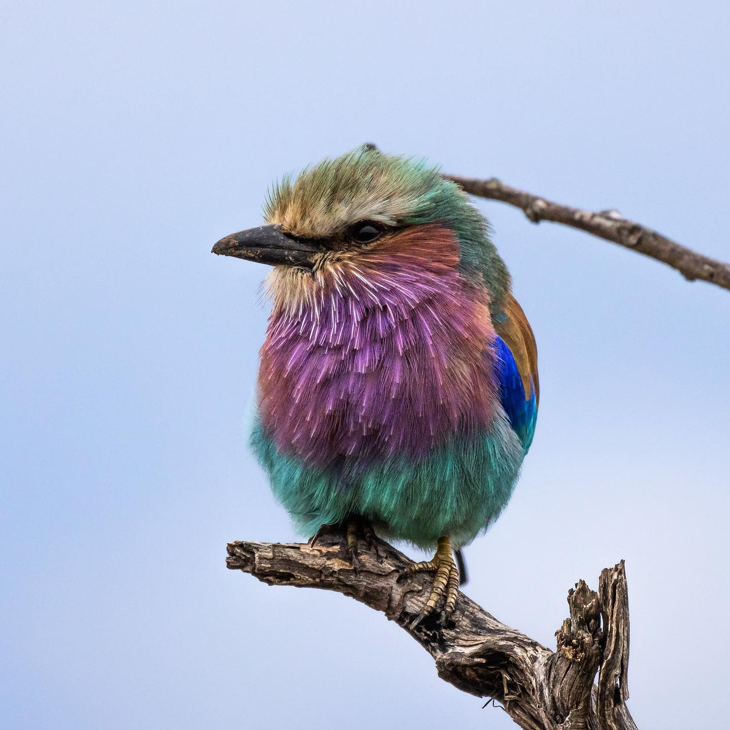Yet another lilac breasted roller. @tanda.tula. Hard not to shoot these beauties again and again. #safari #birdsofinstagram #birdsofafrica #canoneosr6 #eosr6 #canon600mmf11 @chris_bates_safaris