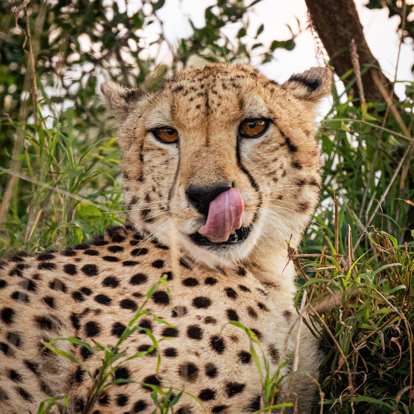 Cheetah. #safari @sabisabireserve #cheetahsofinstagram #cheetahsofafrica #canoeosr6 #eosr6 #canon600mmf11 @chris_bates_safaris