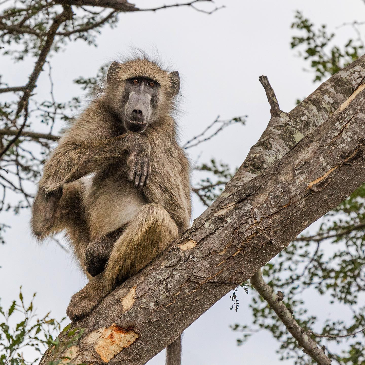 Chacma baboon. #safari @tanda.tula #canoneosr6 #eosr6 #canon600mmf11 @chris_bates_safaris