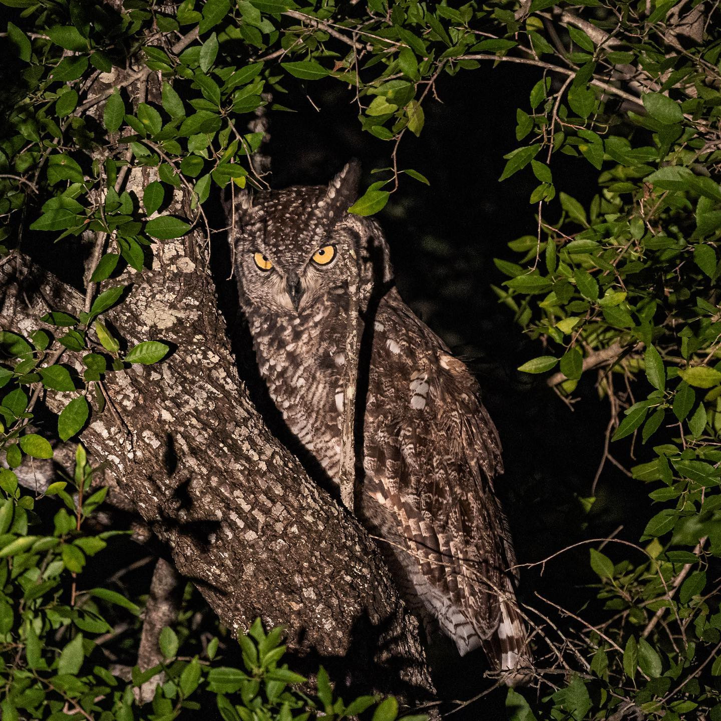 Spotted eagle owl at night. #safari @sabisabireserve #birdsofinstagram #birdsofafrica #owlsofinstagram #owlsofafrica #canoneosr6 #eosr6 #canon600mmf11 @chris_bates_safaris