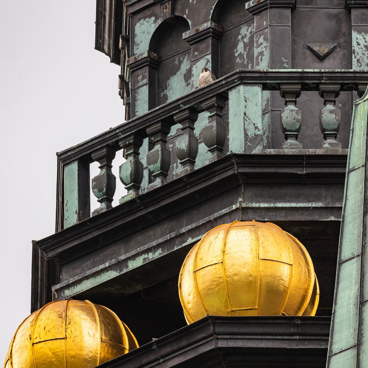 The resident kestrel in his vantage point of the main tower of Frederiksborg Castle. #canoneosr6 #eosr6 #canon600mmf11