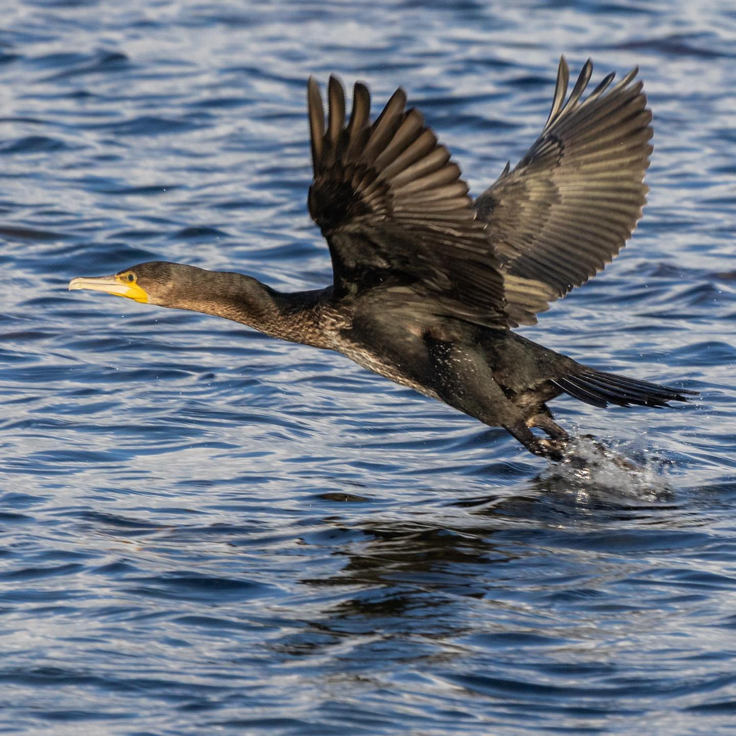 #canoneosr6 #eosr6 #canon600mmf11 #birdsofinstagram #birdphotography #cormorantsofinstagram