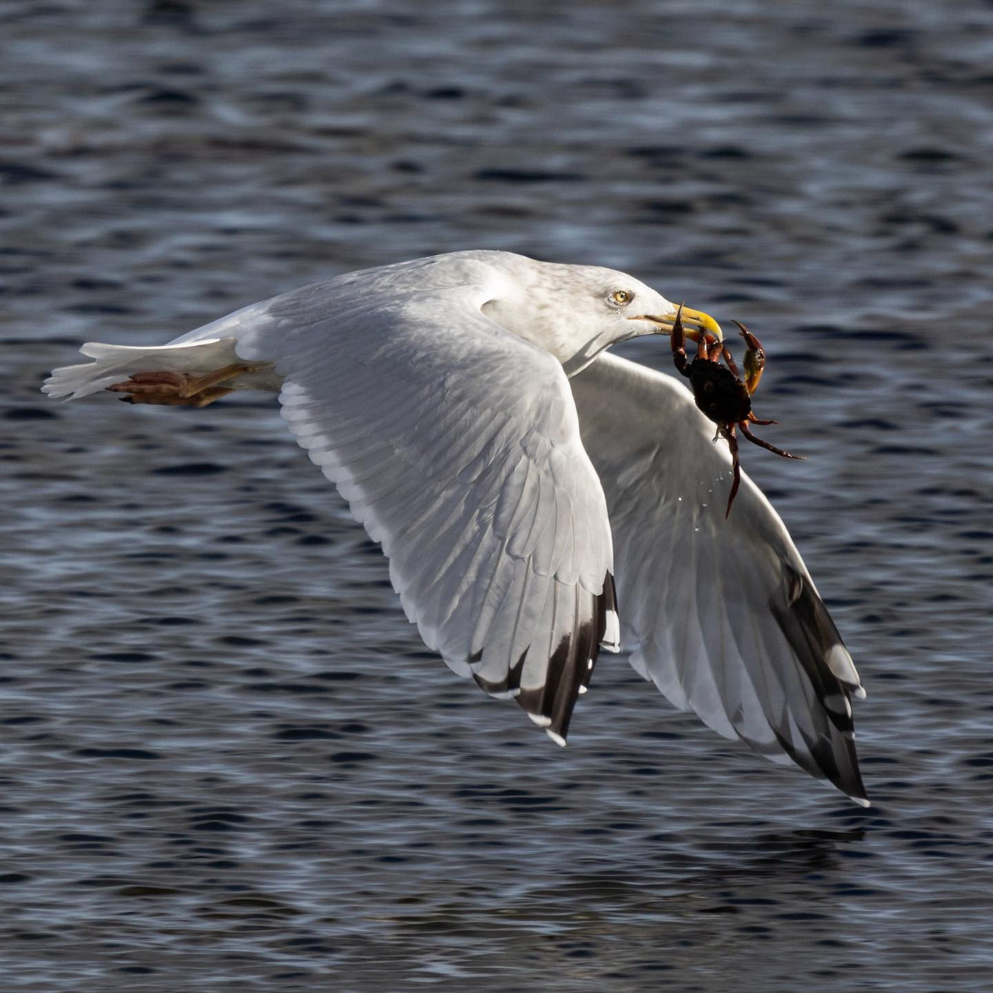 #canoneosr6 #eosr6 #canon600mmf11 #birdsofinstagram #birdphotography #seagullsofinstagram
