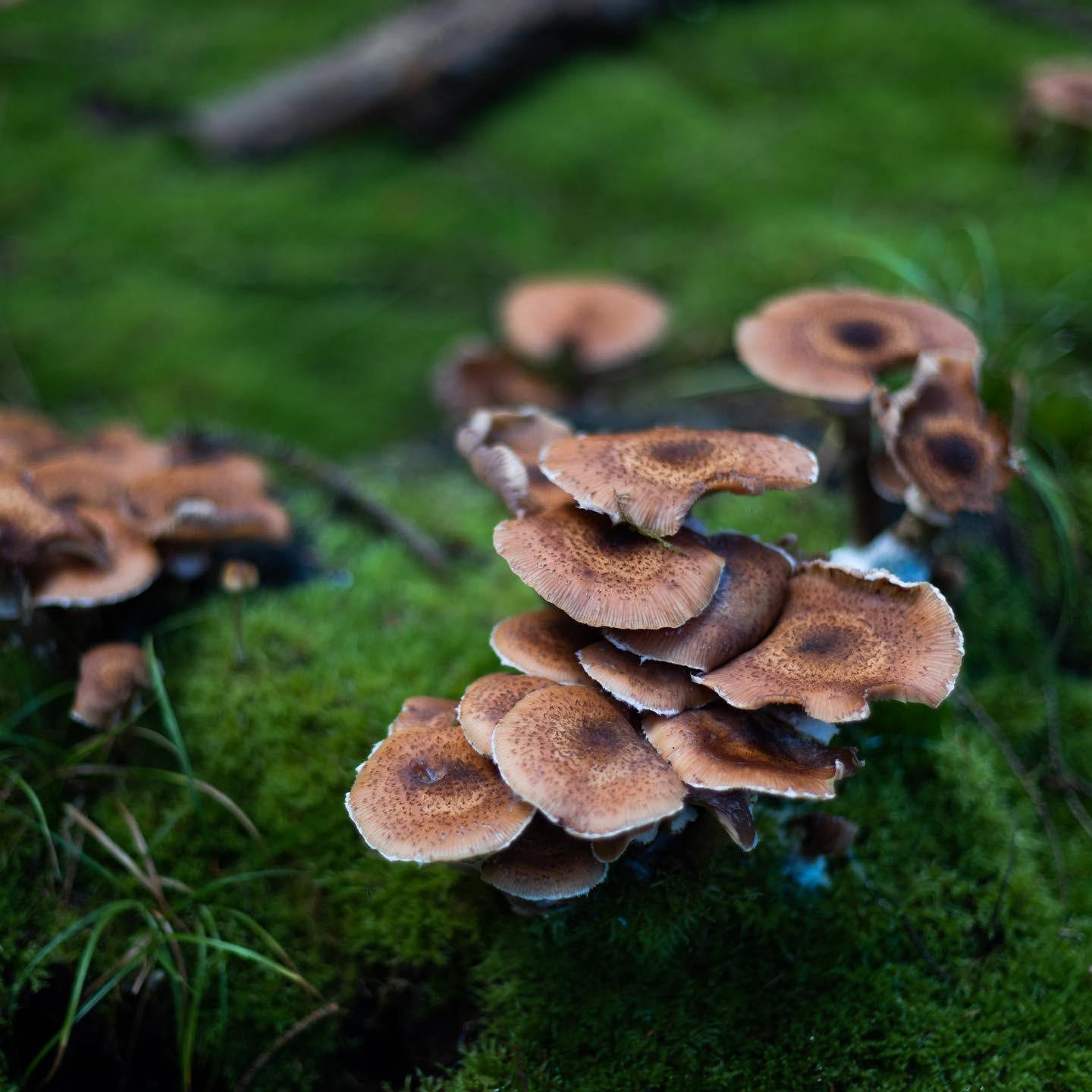 A day in the forrest with the #niftyfiftylens #fungusamungus #autumn #canoneosr6 #eosr6 #canon50mm14