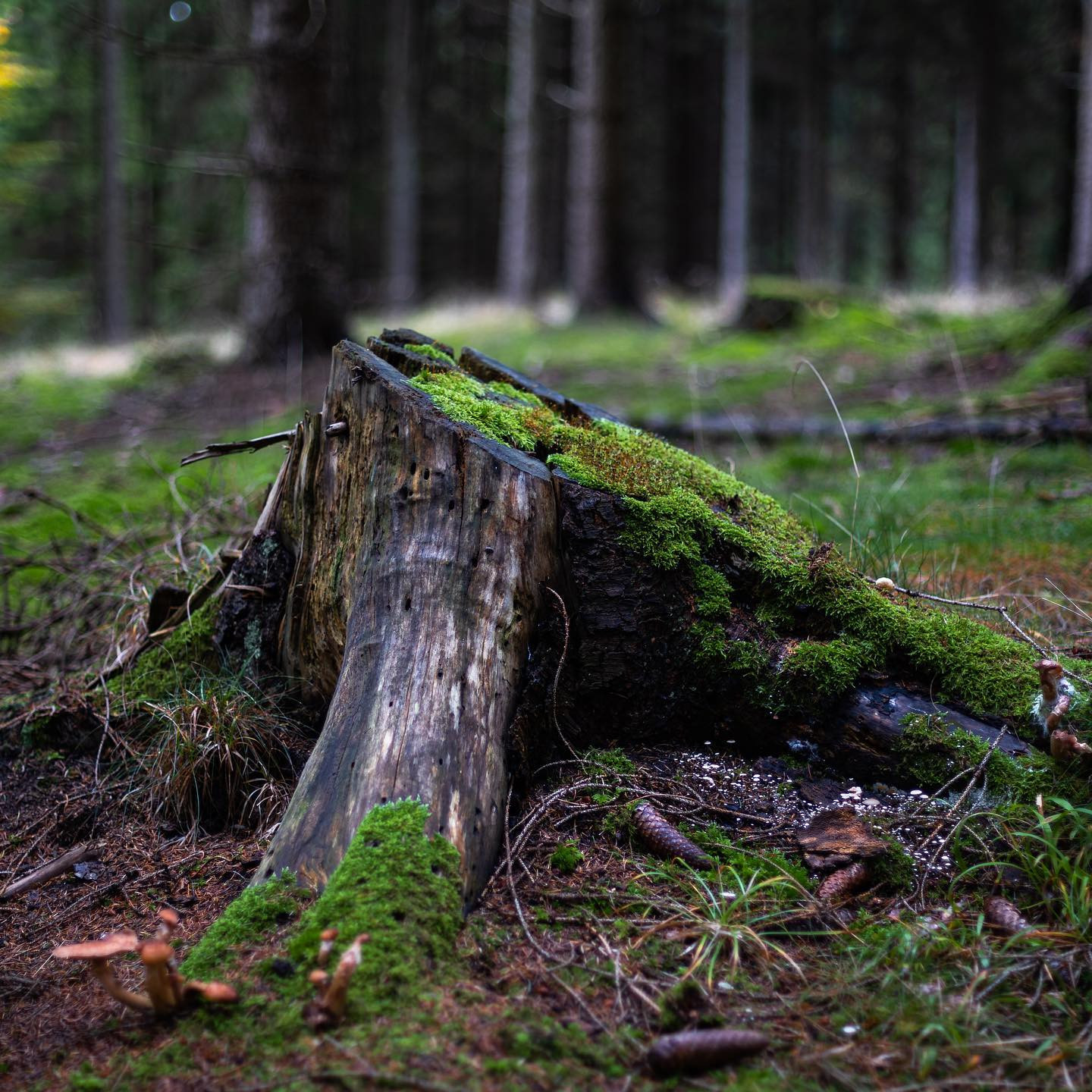 A day in the forrest with the #niftyfiftylens #autumn #canoneosr6 #eosr6 #canon50mm14
