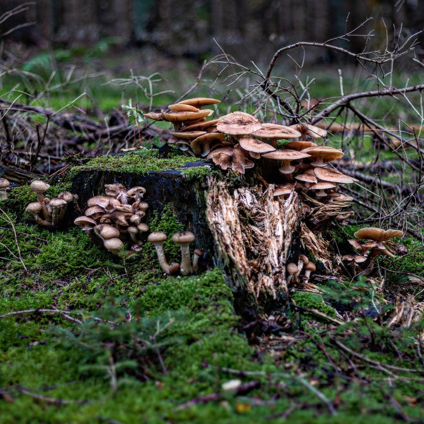 A day in the forrest with the #niftyfiftylens #fungusamungus #autumn #canoneosr6 #eosr6 #canon50mm14