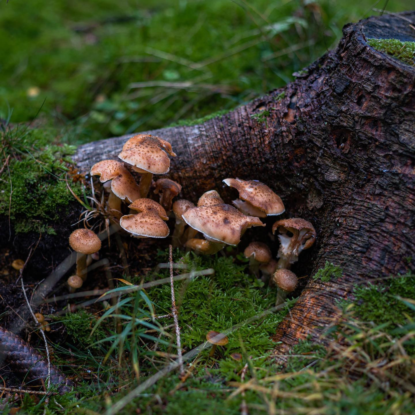 A day in the forrest with the #niftyfiftylens #fungusamungus #autumn #canoneosr6 #eosr6 #canon50mm14